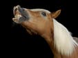 Por que os cavalos dormem em pé? Entenda a ciência por trás dessa habilidade