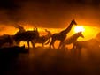 Qual é o animal que mais causa mortes no planeta?