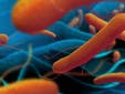 Bactéria mortal está se tornando resistente aos antibióticos
